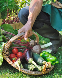 Aide à domicile entretien du potager secteur Maincourt sur Yvette 78 Yvelines 